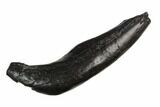 4.5" Fossil Sperm Whale (Scaldicetus) Tooth - #130181-1